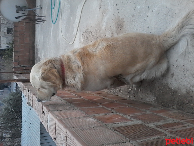 Golden Retriever, Köpek  Mex fotoğrafı