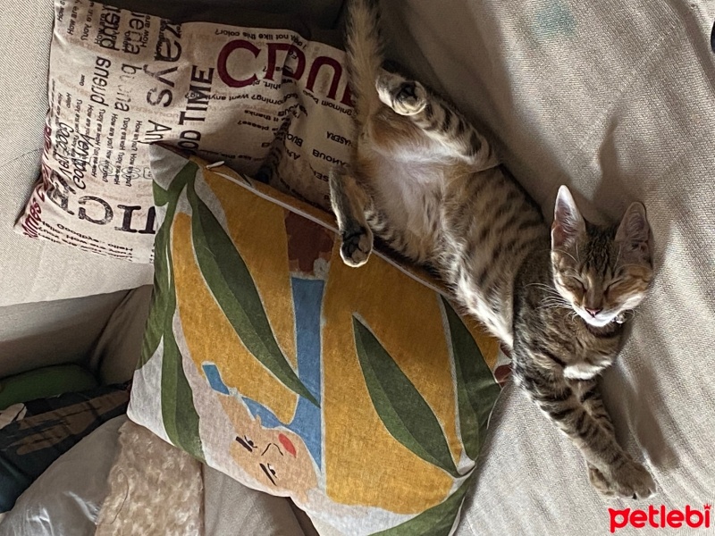 Tekir Kedi, Kedi  Sütlaç fotoğrafı