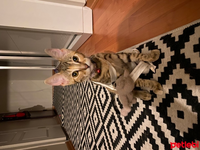 Tekir Kedi, Kedi  Sütlaç fotoğrafı