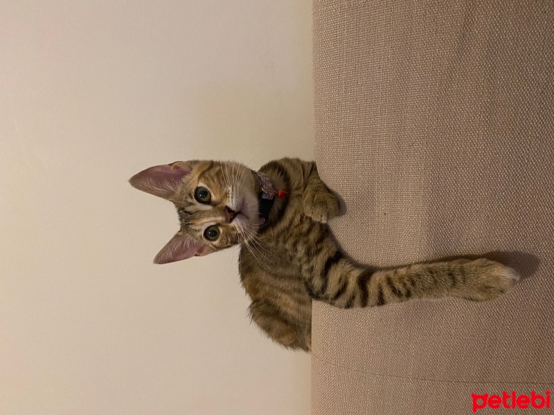 Tekir Kedi, Kedi  Sütlaç fotoğrafı