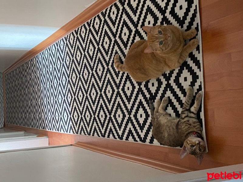 Tekir Kedi, Kedi  Sütlaç fotoğrafı