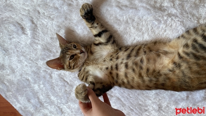 Tekir Kedi, Kedi  Sütlaç fotoğrafı