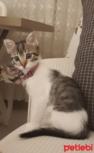 Tekir Kedi, Kedi  Balım fotoğrafı