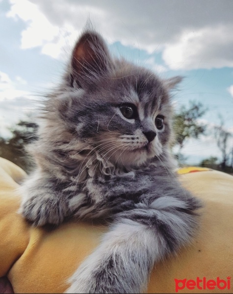 British Longhair, Kedi  Duman fotoğrafı