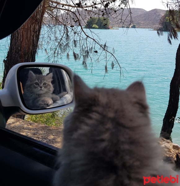 British Longhair, Kedi  Duman fotoğrafı