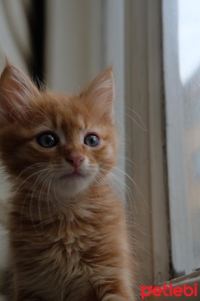 Sarman, Kedi  Foxy fotoğrafı