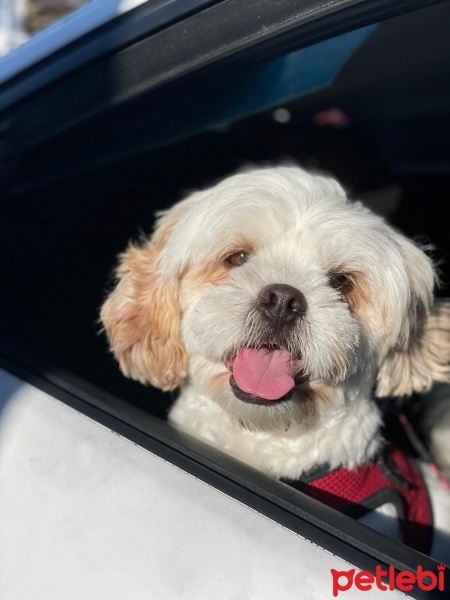 Shih Tzu, Köpek  Pablito fotoğrafı