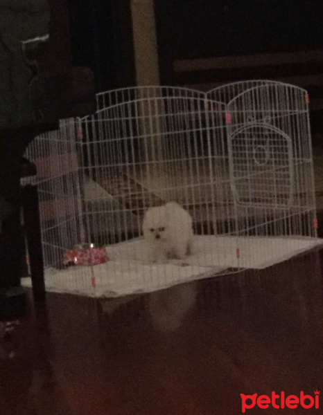 Pomeranyalı, Köpek  Chila fotoğrafı