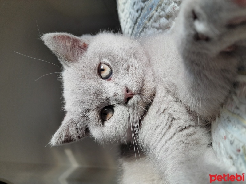 British Shorthair, Kedi  Prens fotoğrafı