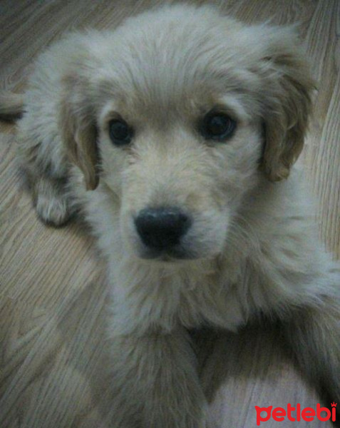 Golden Retriever, Köpek  Balım fotoğrafı