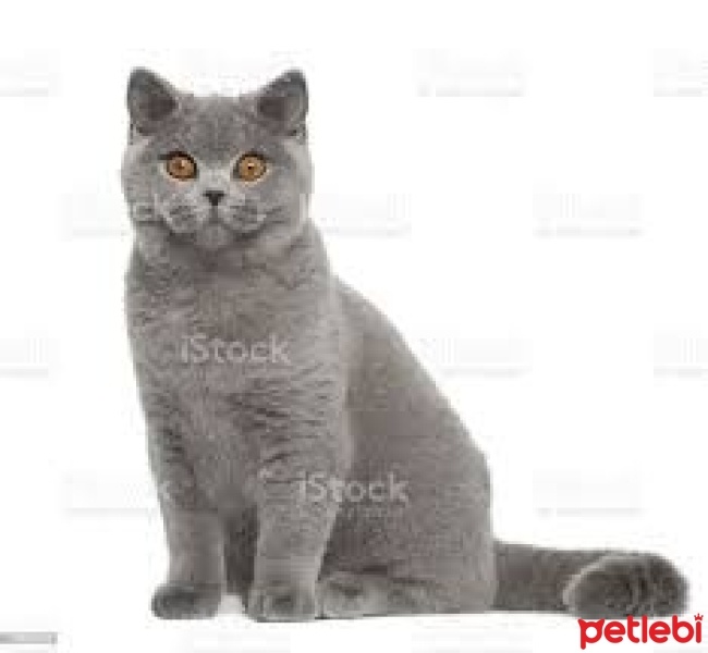 British Shorthair, Kedi  duman fotoğrafı