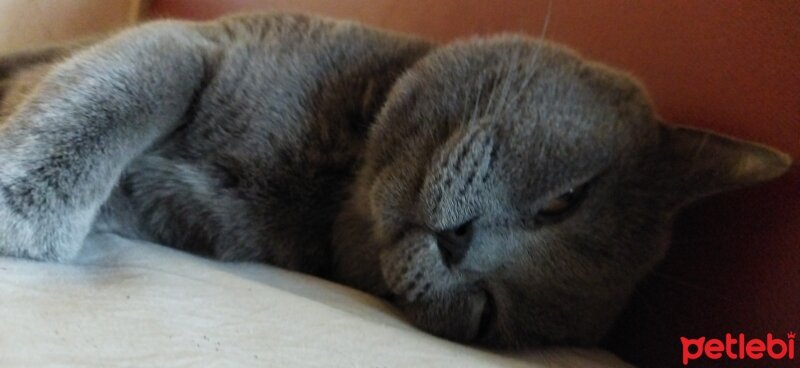 British Shorthair, Kedi  Merkür fotoğrafı