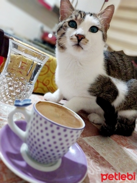 Tekir Kedi, Kedi  Boncuk fotoğrafı