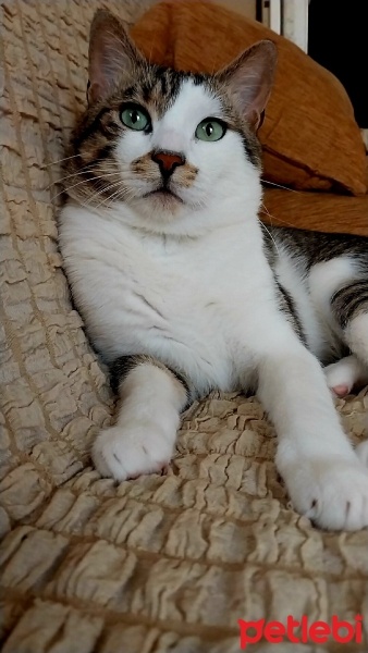 Tekir Kedi, Kedi  Boncuk fotoğrafı