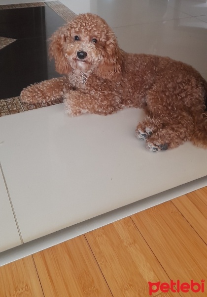 Poodle(Standart Kaniş), Köpek  Leo fotoğrafı