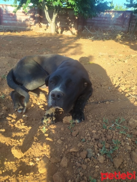 Cane Corso Italiano, Köpek  Pablo fotoğrafı