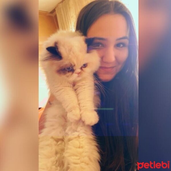 İran Kedisi (Persian), Kedi  Yuumi fotoğrafı