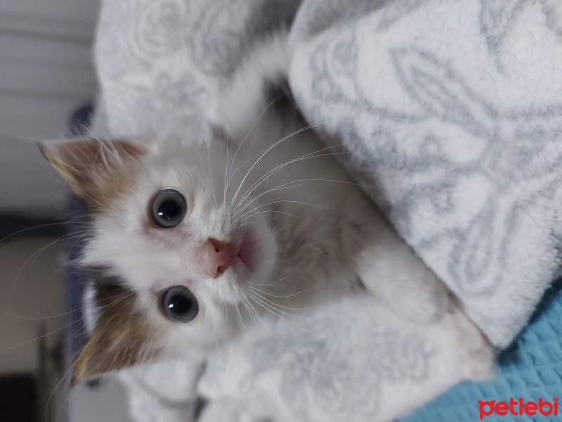 Tekir Kedi, Kedi  Boncuk fotoğrafı