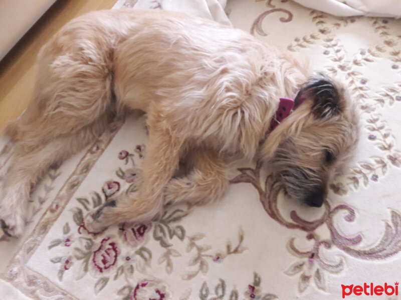 Glen of Imaal Terrier, Köpek  degerli fotoğrafı