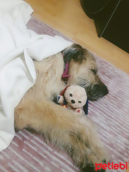 Glen of Imaal Terrier, Köpek  degerli fotoğrafı