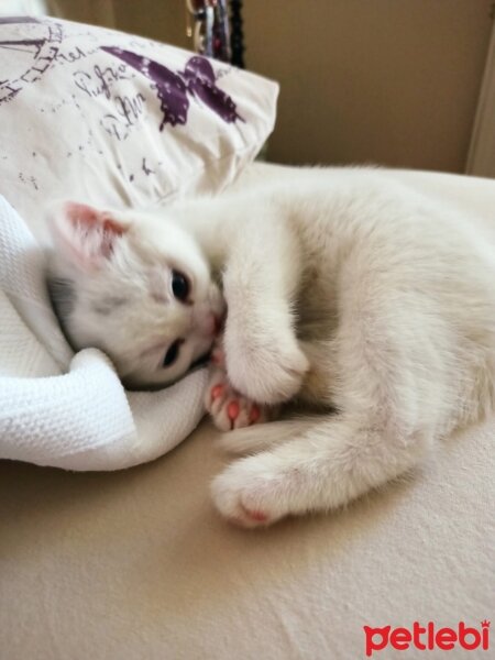 British Shorthair, Kedi  Pamuk fotoğrafı