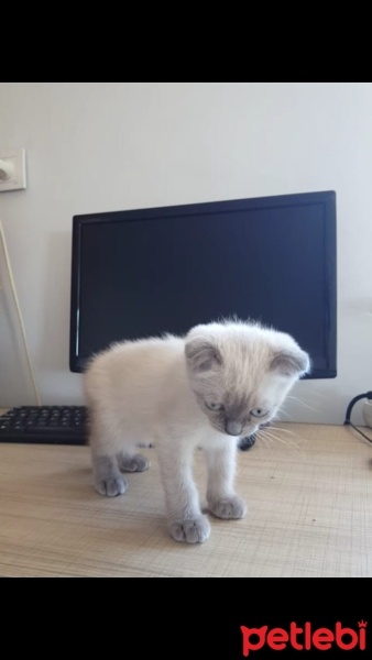 Birman, Kedi  Boncuk fotoğrafı
