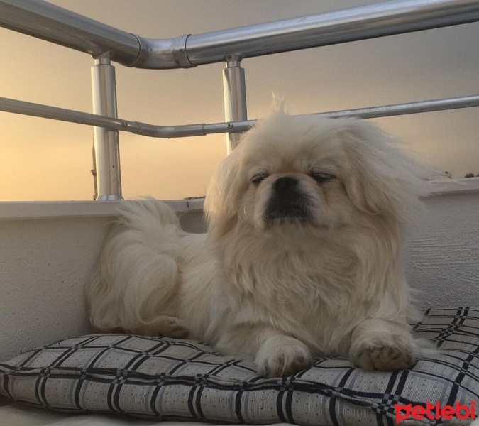 Pekingese, Köpek  lucifer fotoğrafı