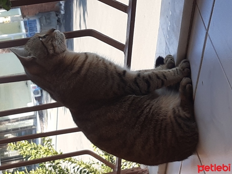 Tekir Kedi, Kedi  Tekir fotoğrafı