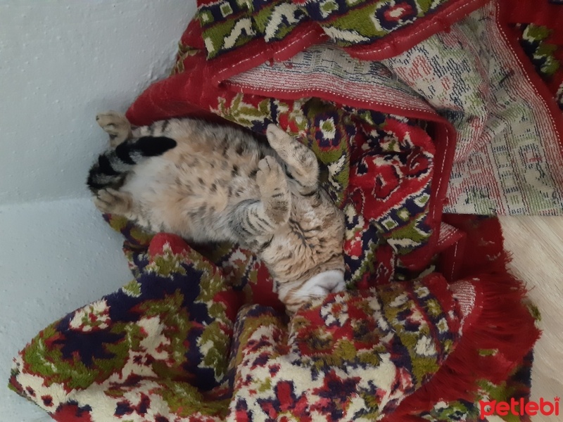 Tekir Kedi, Kedi  Tekir fotoğrafı