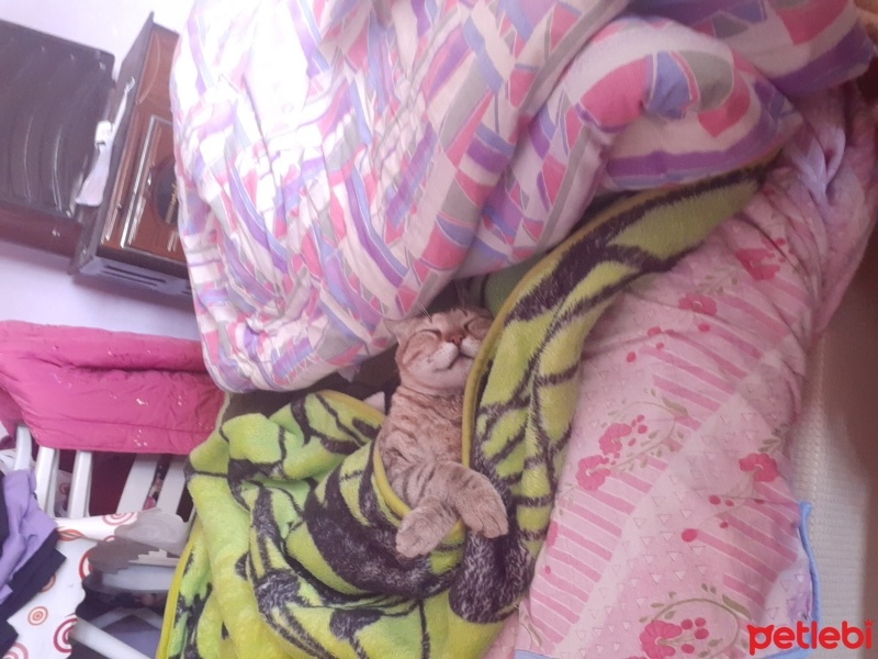 Tekir Kedi, Kedi  Tekir fotoğrafı