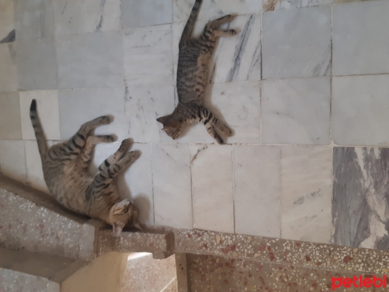 Tekir Kedi, Kedi  Tekir fotoğrafı