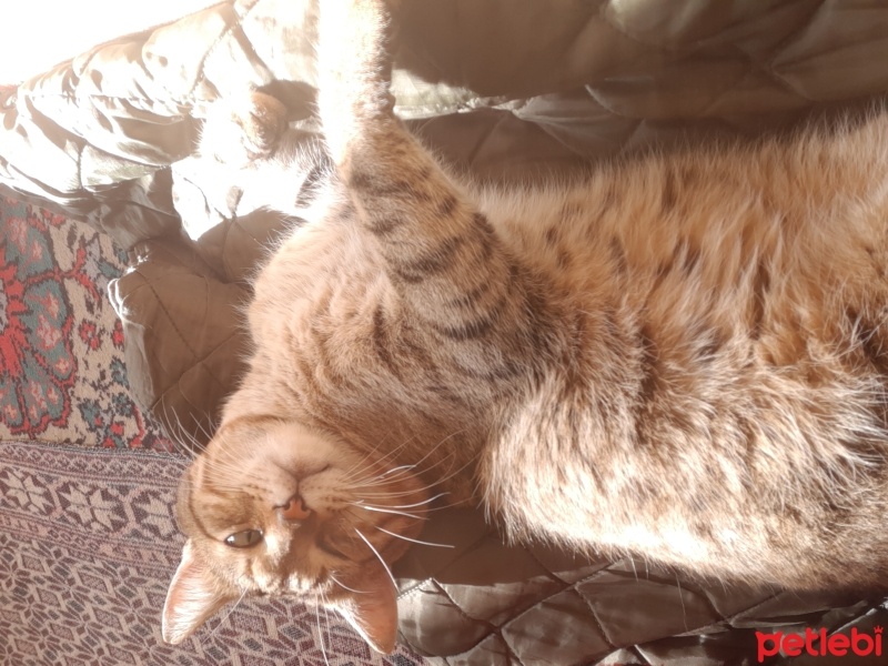 Tekir Kedi, Kedi  Tekir fotoğrafı