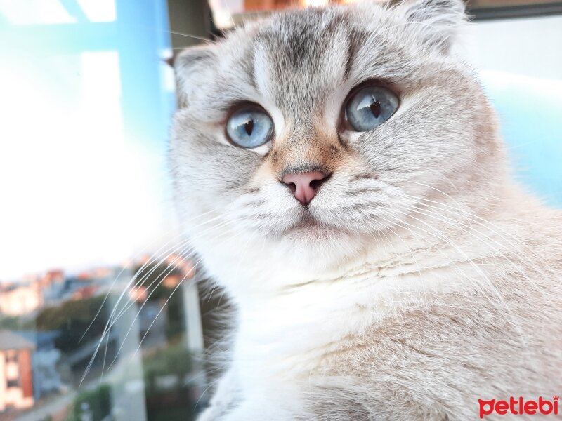 Scottish Fold, Kedi  Sütlaç fotoğrafı