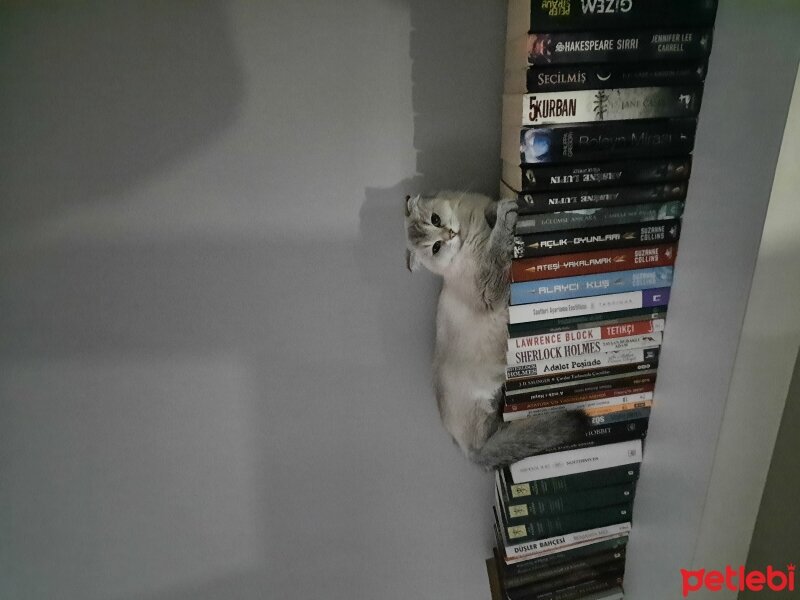 Scottish Fold, Kedi  Sütlaç fotoğrafı