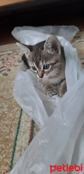 Tekir Kedi, Kedi  PUDİNG fotoğrafı