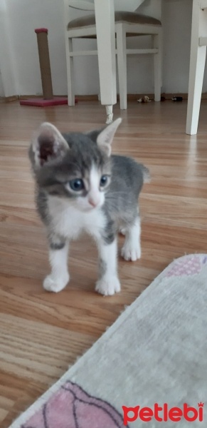 Tekir Kedi, Kedi  PUDİNG fotoğrafı