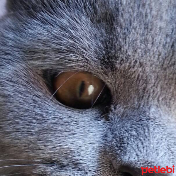 British Shorthair, Kedi  Işık fotoğrafı