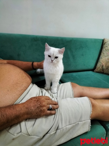 British Shorthair, Kedi  Bulut fotoğrafı