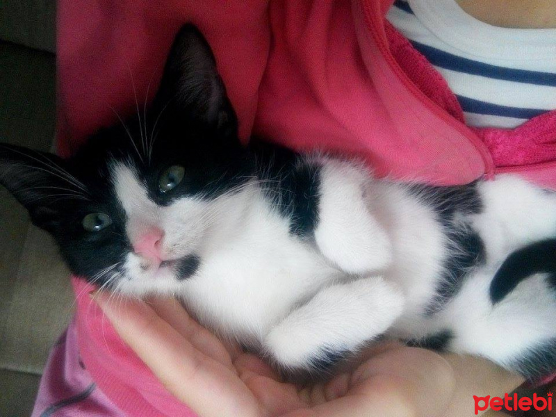 Tuxedo (Smokin) Kedi, Kedi  pıtırcık fotoğrafı