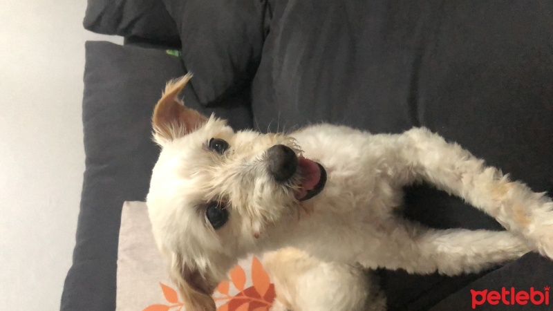 West Highland White Terrier, Köpek  Bal fotoğrafı