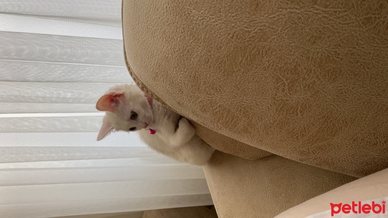 Ankara Kedisi, Kedi  Miya fotoğrafı