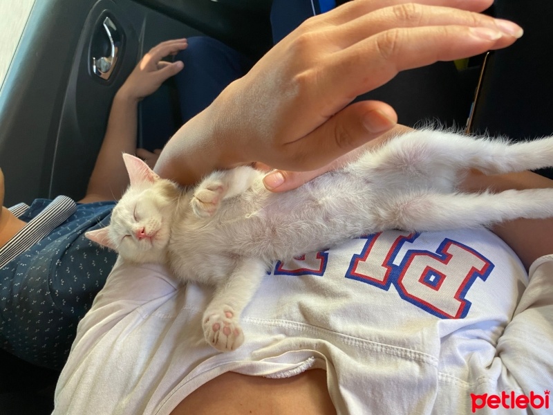 Ankara Kedisi, Kedi  Miya fotoğrafı