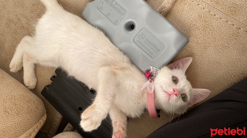 Ankara Kedisi, Kedi  Miya fotoğrafı