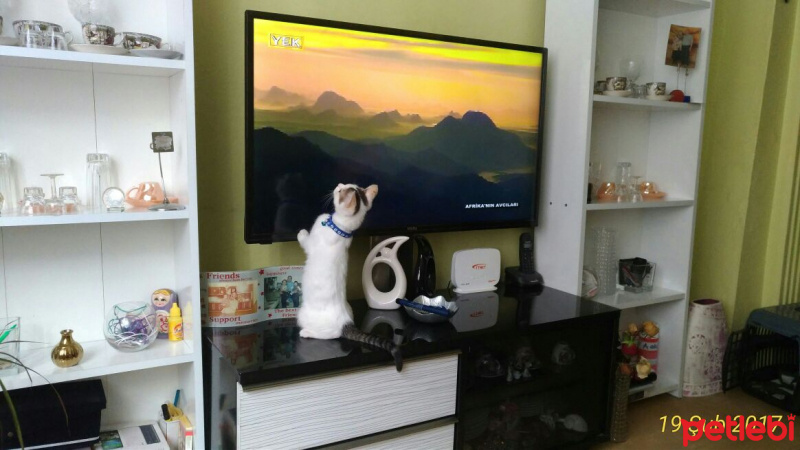 Tekir Kedi, Kedi  nazlı fotoğrafı