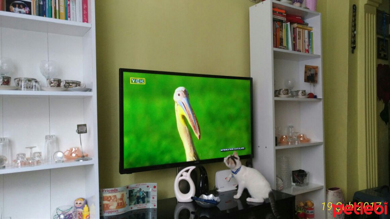Tekir Kedi, Kedi  nazlı fotoğrafı