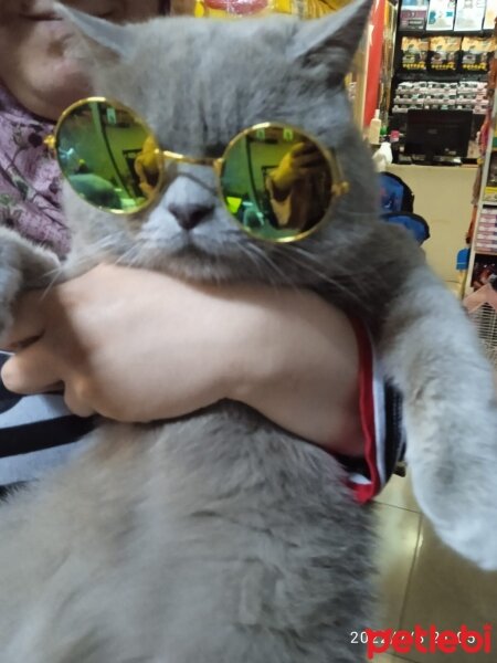 British Shorthair, Kedi  Şila fotoğrafı