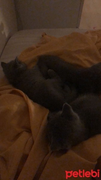 British Shorthair, Kedi  Şila fotoğrafı