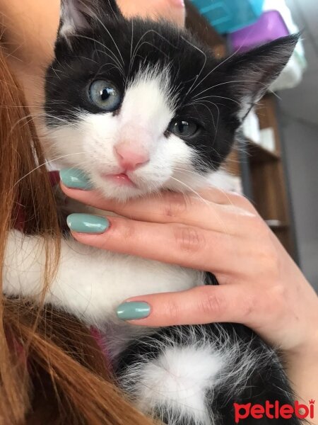 Tuxedo (Smokin) Kedi, Kedi  Rıfkı fotoğrafı