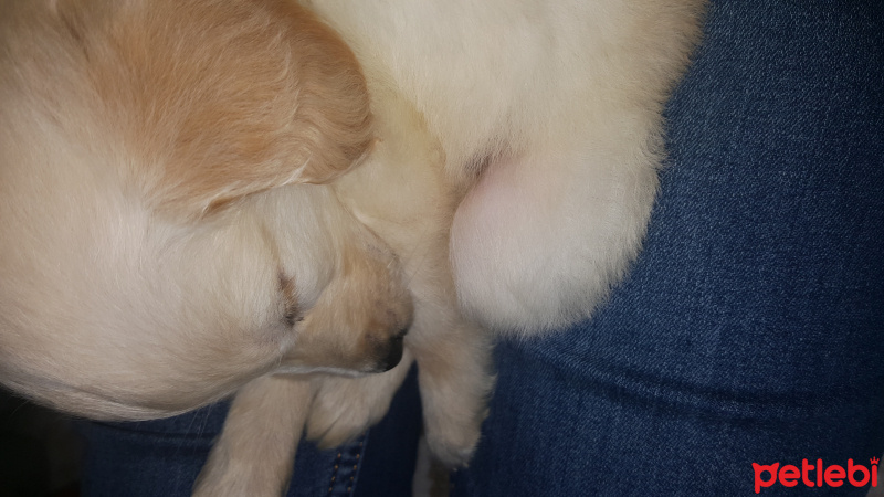 Golden Retriever, Köpek  Mia fotoğrafı