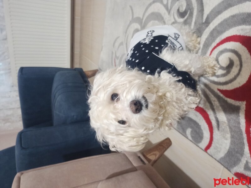 Maltese, Köpek  Rodi fotoğrafı